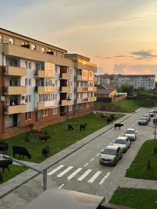 Vaci care pasc printre imobile în Sibiu: Rezidenții unui cartier reclamă deteriorarea zonelor verzi și murdărirea aleilor