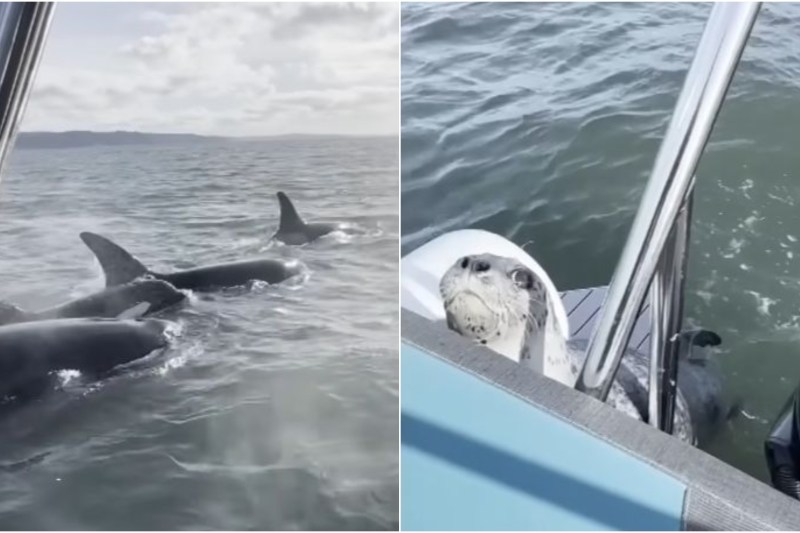 VIDEO: Clipa în care o focă se aruncă în barca unui fotograf pentru a evita orci