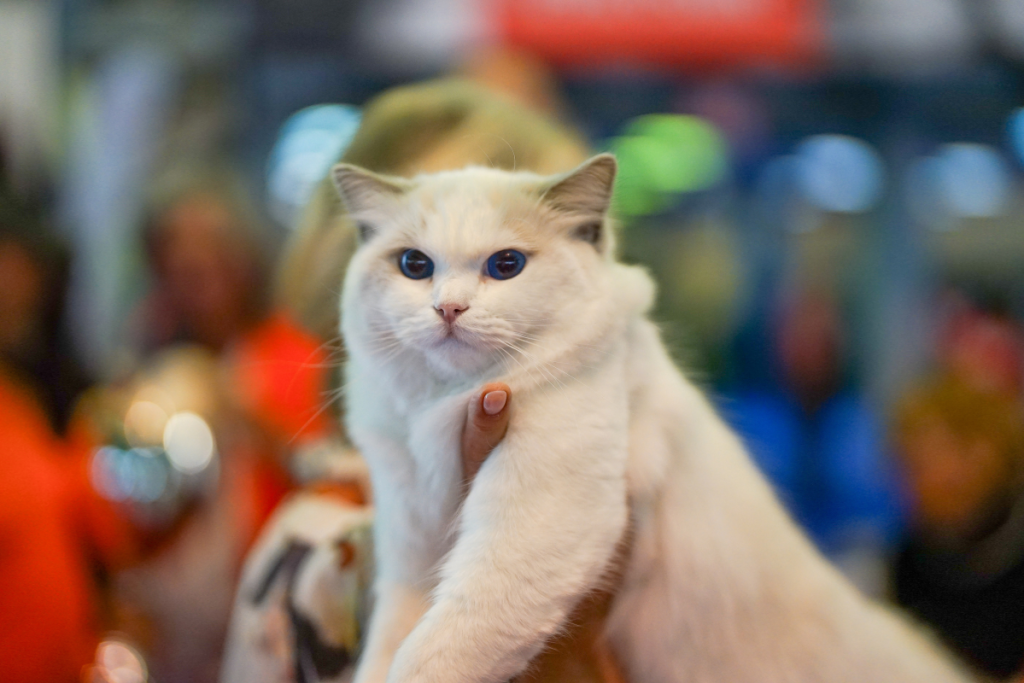 „Ora cu și pentru animale”, validată la scară națională; opționalul va fi accesibil în toate instituțiile de învățământ din țară.