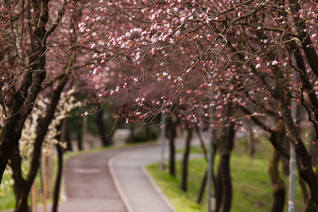 Școli închise din cauza zăpezii și a vântului puternic: Primul județ care oprește desfășurarea cursurilor cu participare fizică