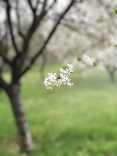 Prognoza meteo pentru 8 martie în București și în restul țării