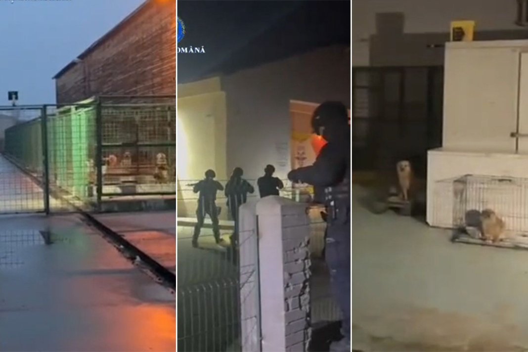 VIDEO Raids la două refugii implicate în ancheta Snoop, răspunzătoare pentru eutanasierea celor mai mulți câini din România