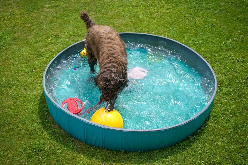 A,Brown,Dog,Is,Playing,With,A,Yellow,Ball,In